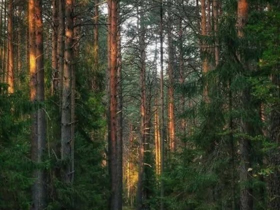 Продаж унікального рекреаційного комплексу в Пуща-Водиці (Київ) Киев