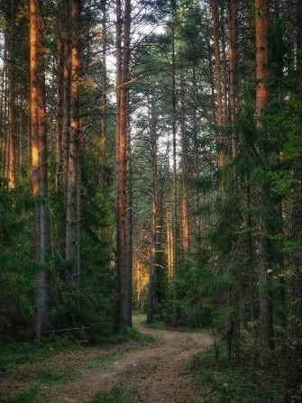 Продаж унікального рекреаційного комплексу в Пуща-Водиці (Київ) - фото 1