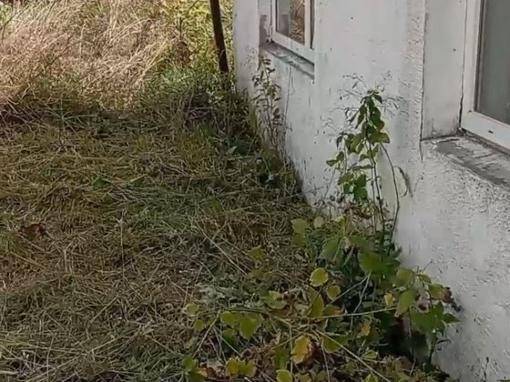 Будинок та велика ділянка землі в місті Бердичів Бердичів