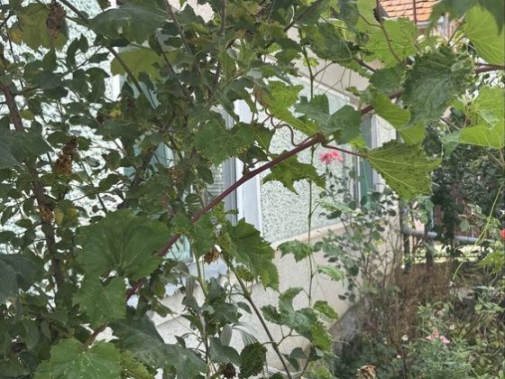 Продаж будинку в Берегове ( можна по Сертифікату) Берегово