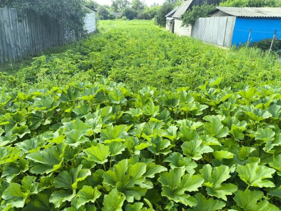 Продам дом + 21 сотка земли (Локотки)
