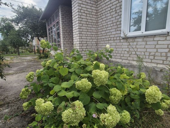 Продам пів будинку Сингуры