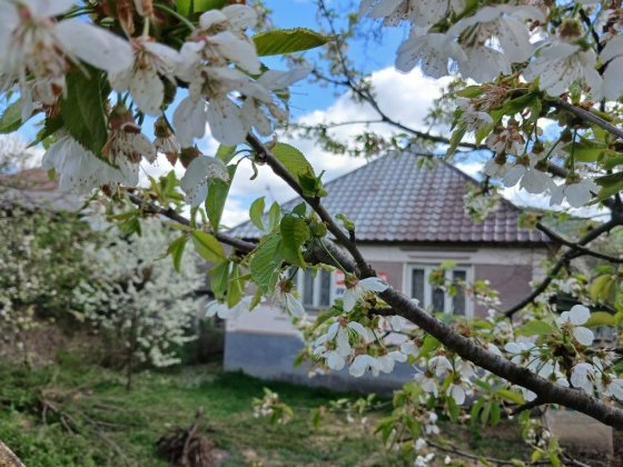 Продам  будинок Голубине Закарпатської Голубиное