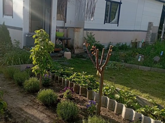 Продам доглянуту дачну ділянку Славутич