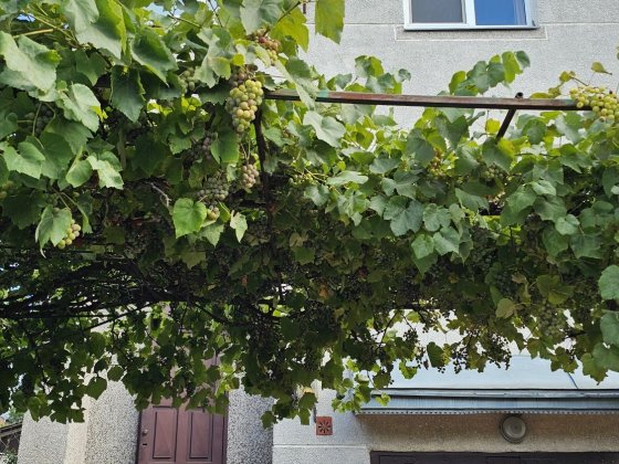 Будинок продаж с. Біла, вул. Надії.  4 кімнати, ділянка 6 соток Белая
