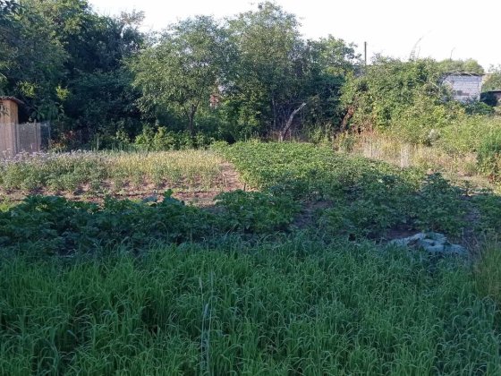 Дача  доглянута в Механізаторі Старий Білоус