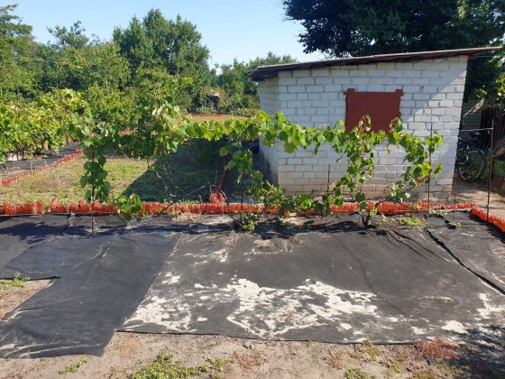 Продаётся дача на берегу реки Днепр. Кременчуг