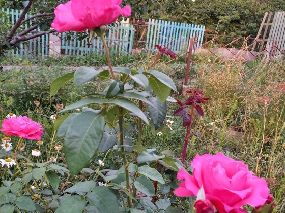 Продам дачу рядом с 44 кварталом Кривий Ріг
