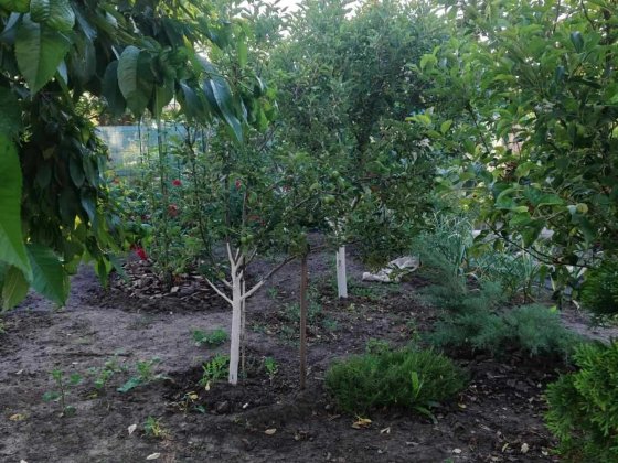 Продам дачу в с. Новоіванівка біля річки Кривий Ріг