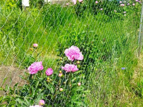 Дачна ділянка в товаристві "Дубовець"дві ділянки разом.Десять соток. Житомир