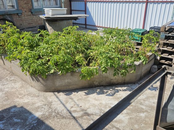Продаю пол дома  начало Маслениковки Кропивницкий