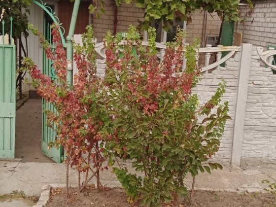 Продам 1/2  будинку. Обмін Запоріжжя