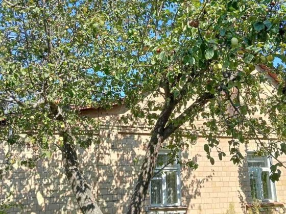 Боярка, центр. Продаж.  Одноповерховий будинок із  чевоної цегли, 8 соток землі.