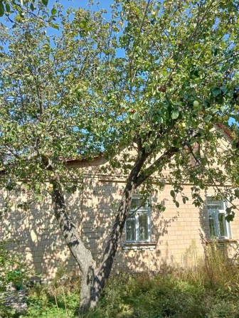 Боярка, центр. Продаж.  Одноповерховий будинок із  чевоної цегли, 8 соток землі. - фото 1