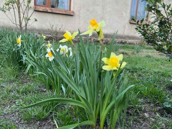 Продається будинок Ковель